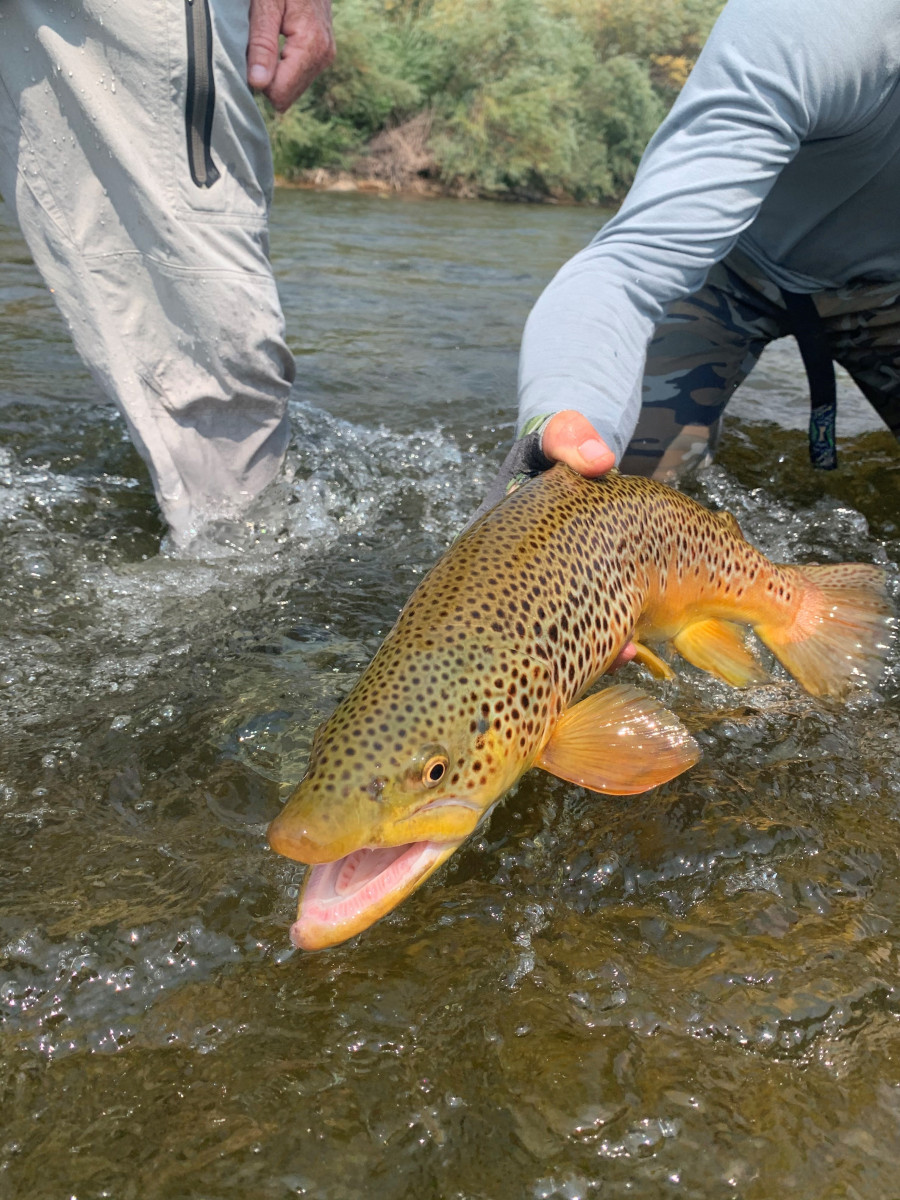 Brown-Trout-26