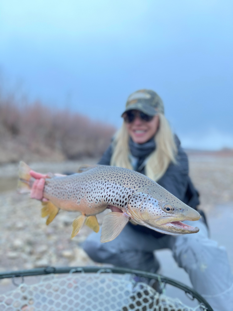 Brown_Trout-28