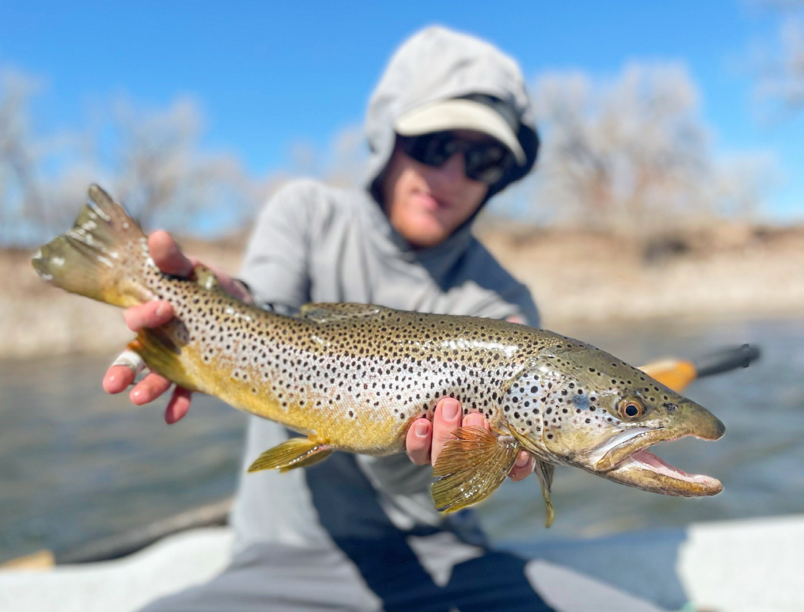 Brown_Trout