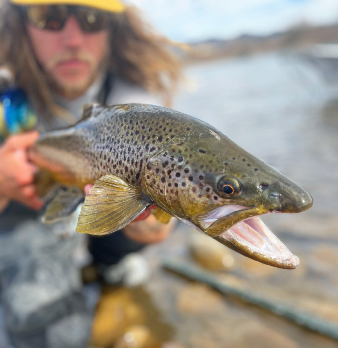 Brown_Trout12