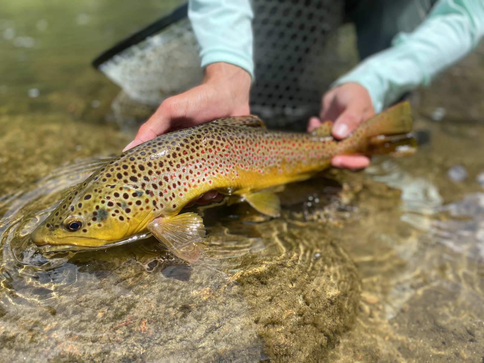 Brown_Trout15