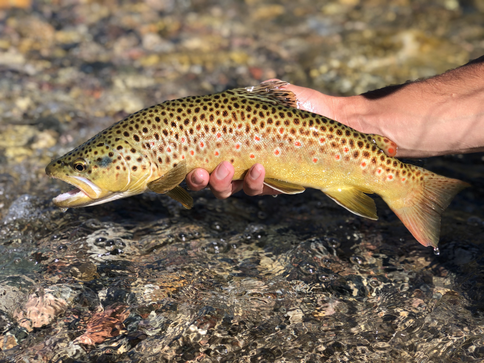 Brown_Trout16