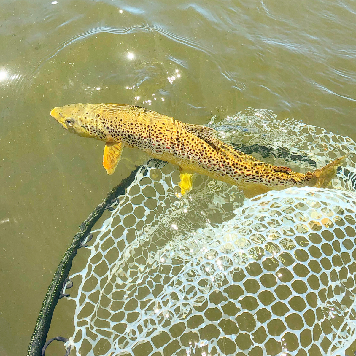 Brown_Trout19