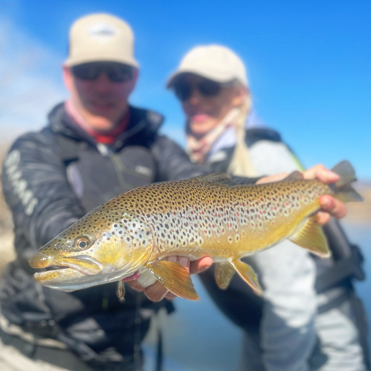 Brown_Trout23