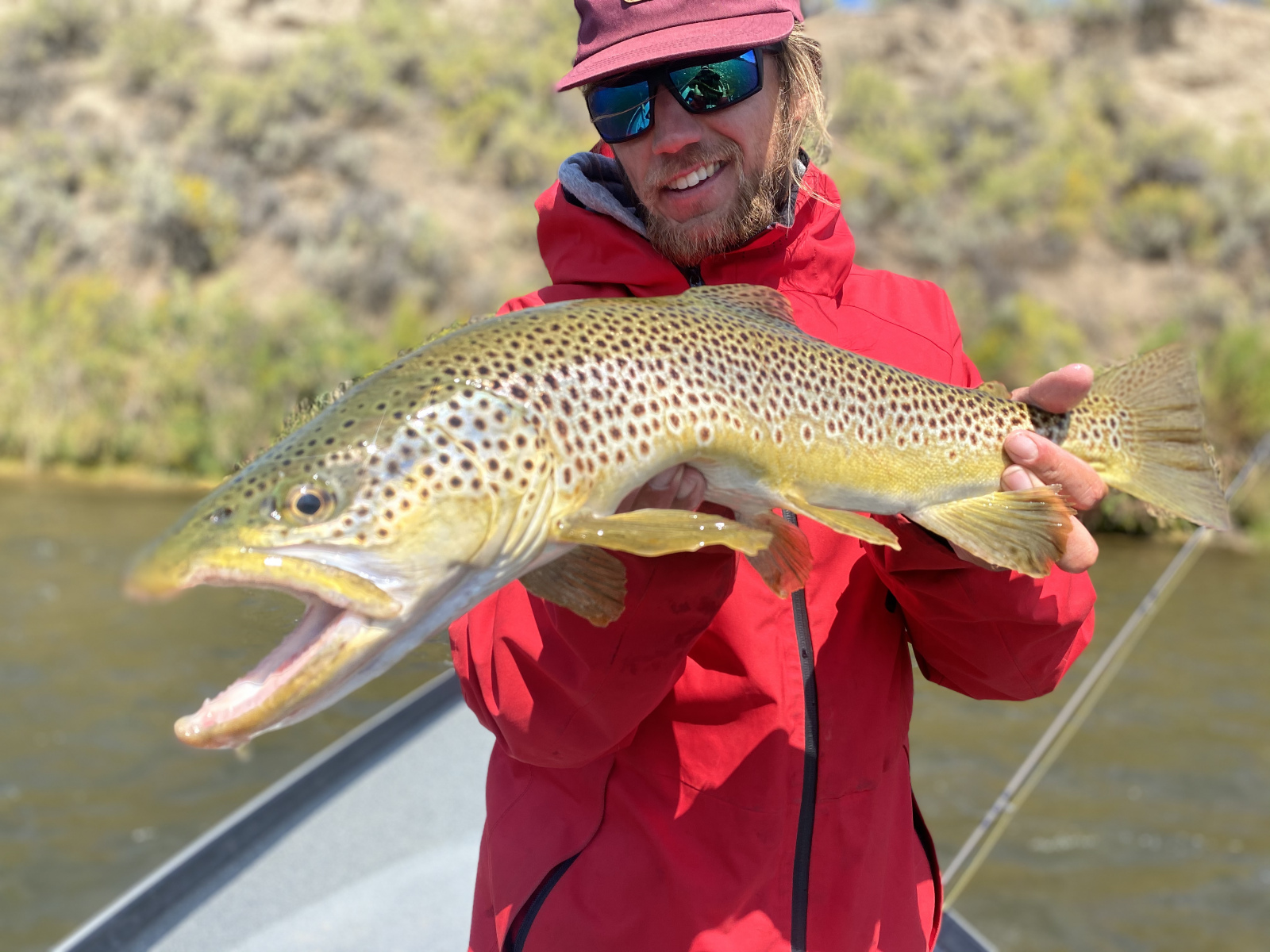 Brown_Trout25