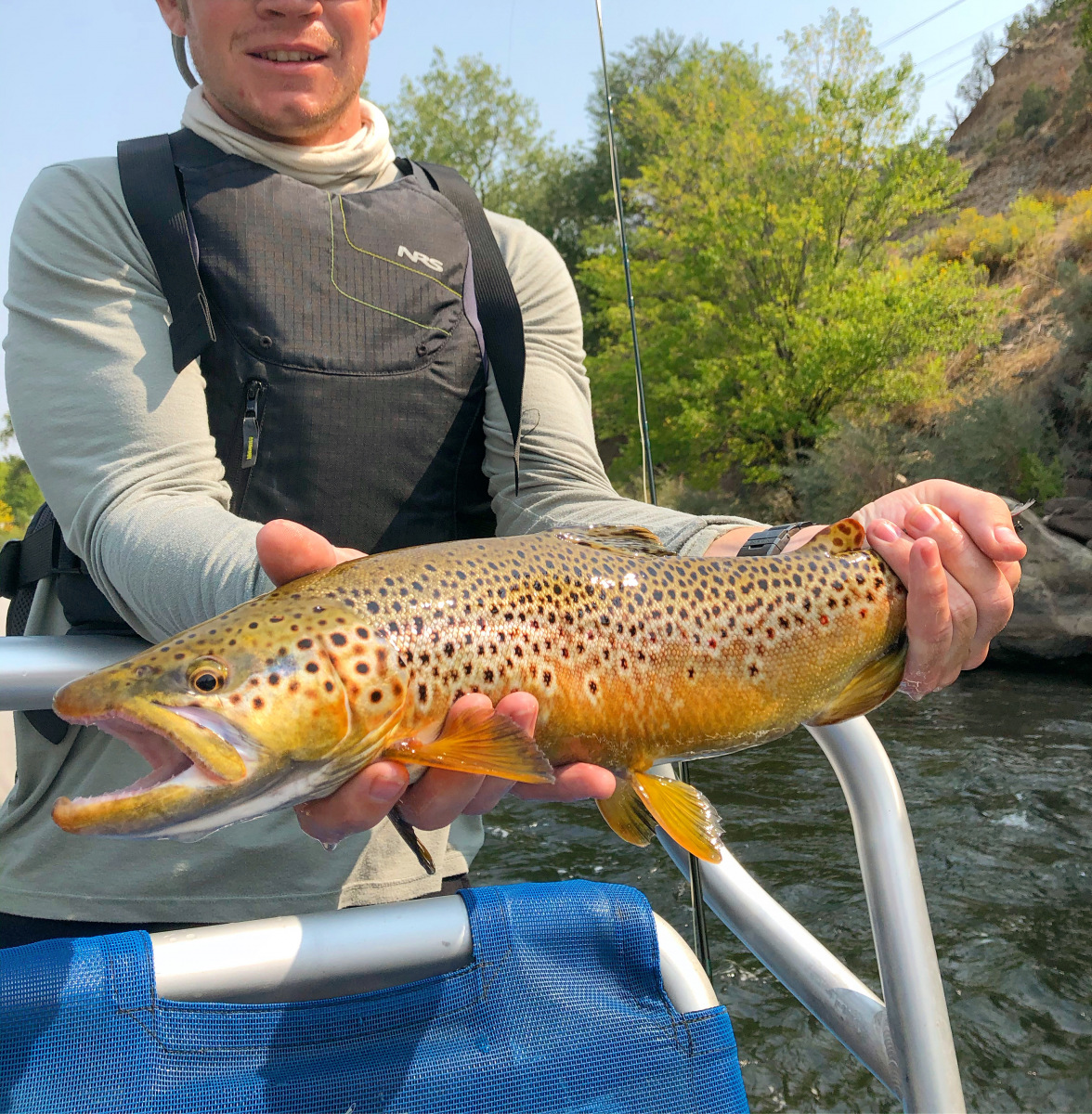 Brown_Trout4