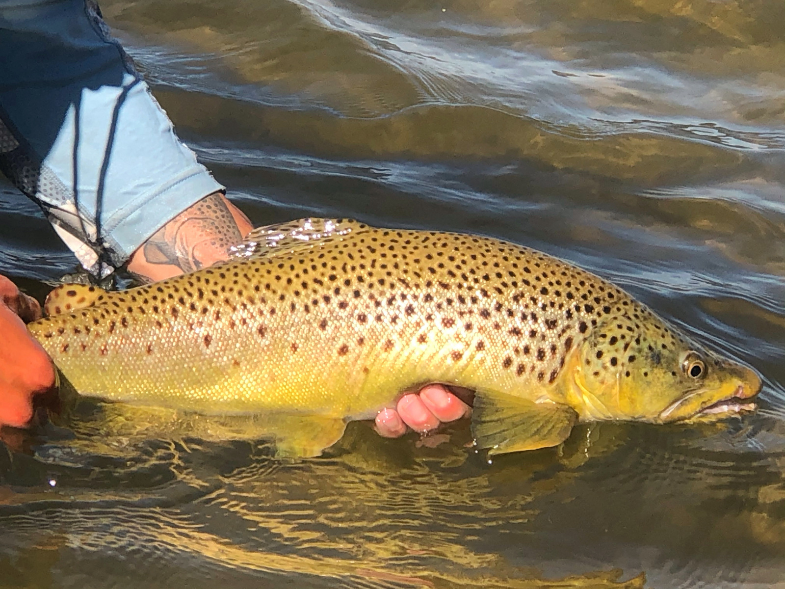 Brown_Trout5