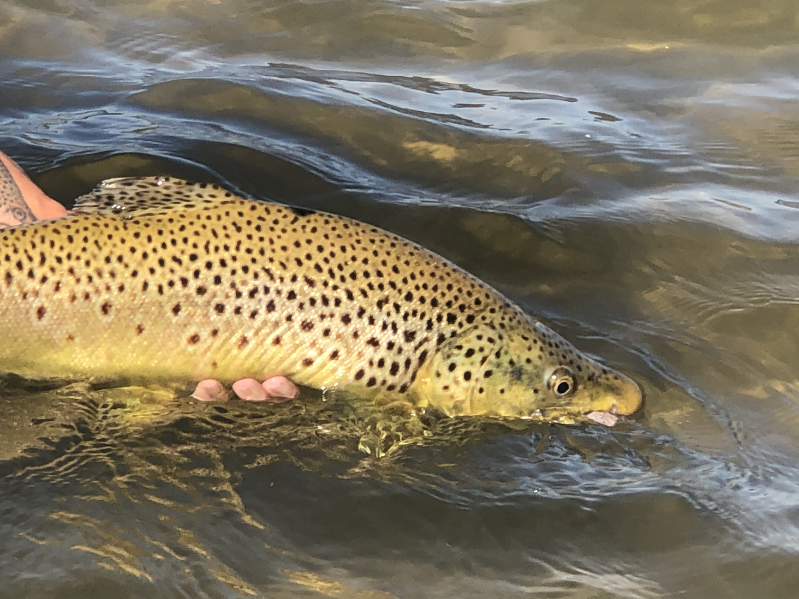 Brown_Trout6