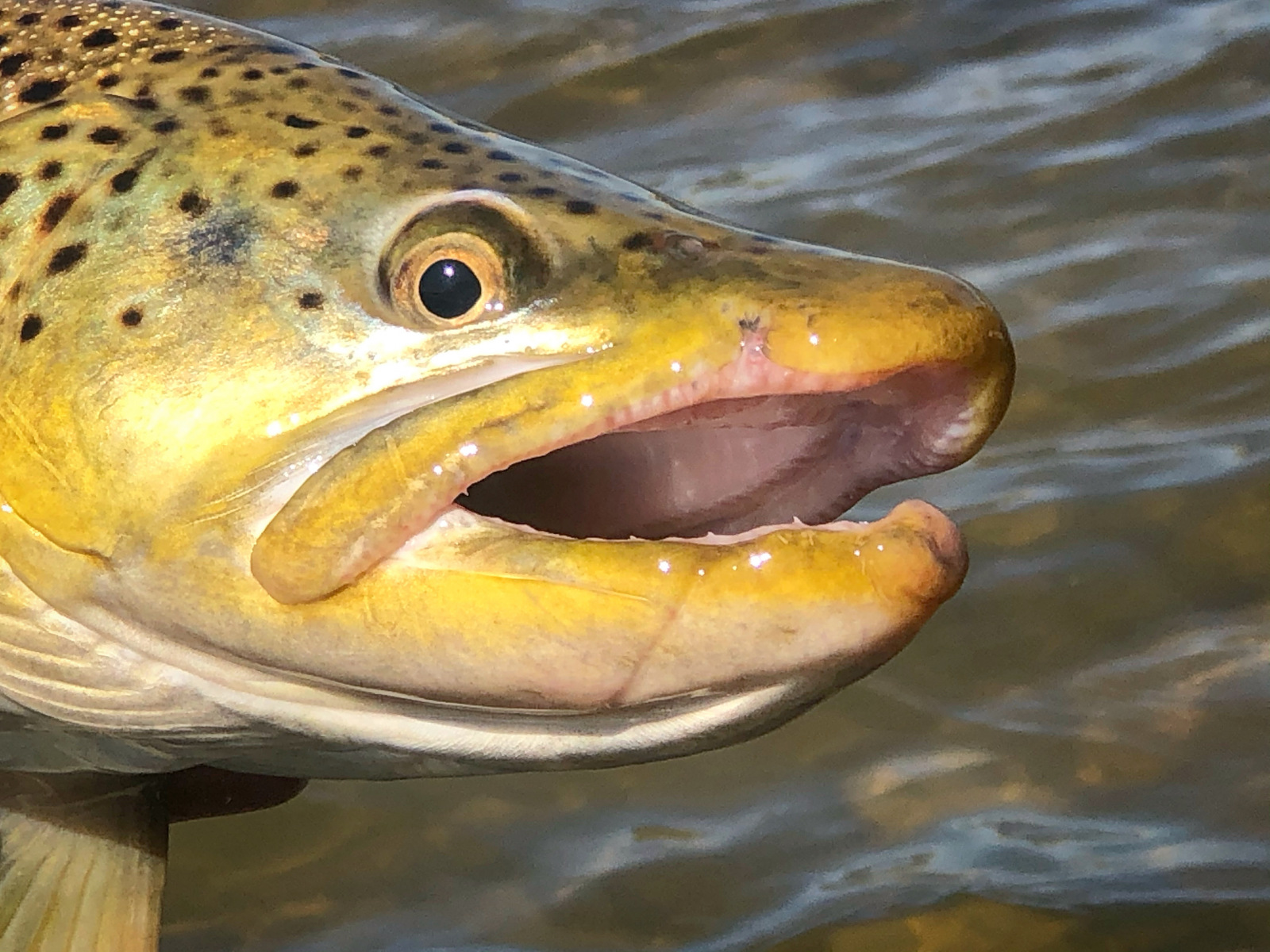 Brown_Trout7