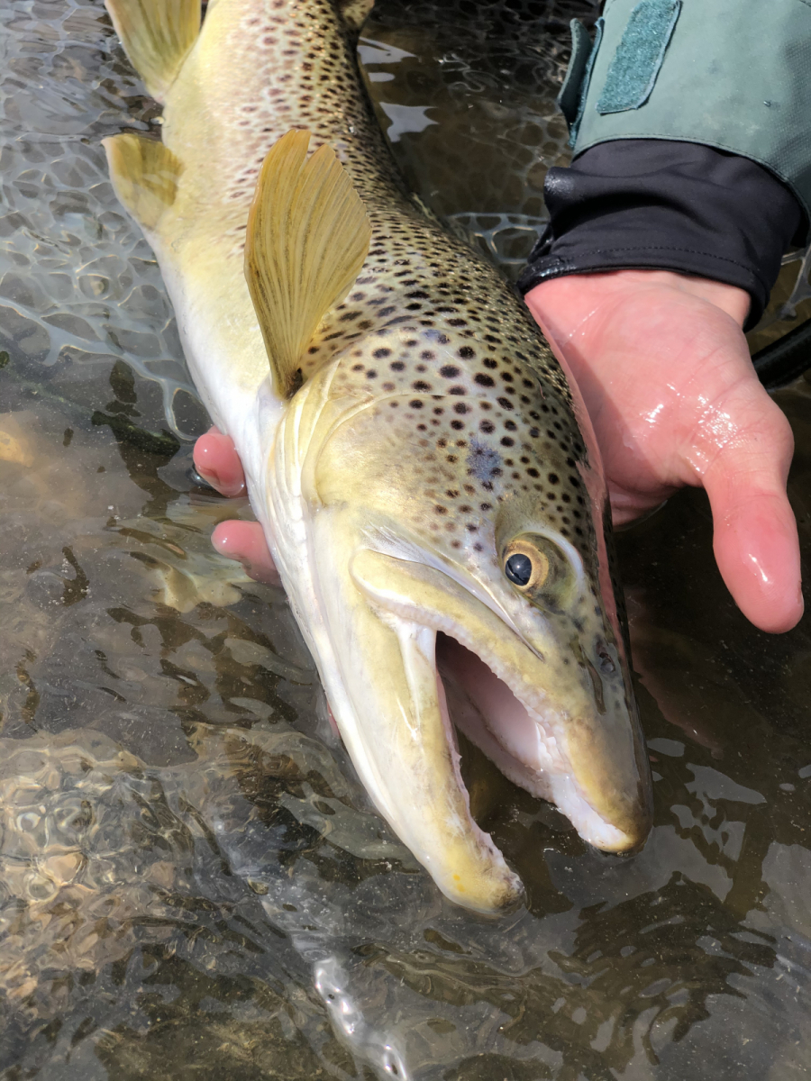 Brown_Trout9